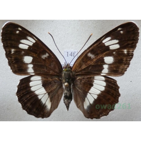 Limenitis camilla (Linnaeus, 1764) Pokłonnik kamilla Czech14f